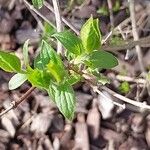 Philadelphus schrenkii Fulla