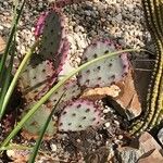 Opuntia macrocentra List