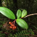 Notopleura epiphytica পাতা