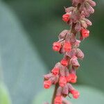 Salvia confertiflora Flower