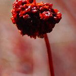 Eriogonum fasciculatum Froito