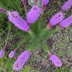 Liatris pycnostachya Flor