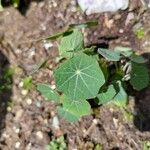 Tropaeolum majus葉