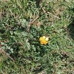 Ranunculus montanus Flower