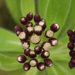 Psiadia anchusifolia Flower