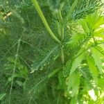 Achillea distans Blatt