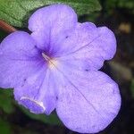 Achimenes longiflora Flor