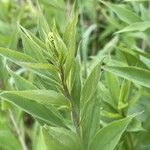 Solidago gigantea Folha