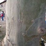 Platanus x hispanica 樹皮