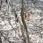 Smilax laurifolia Habitus