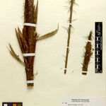 Bactris hirta Rusca