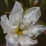 Triteleia hyacinthina Blüte
