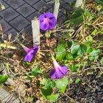 Ipomoea purpurea Hábito