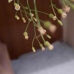 Conyza ramosissima Λουλούδι