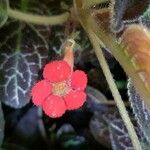 Episcia cupreata Květ