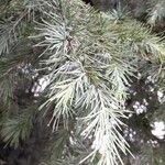 Cedrus deodara List