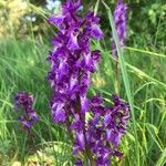 Anacamptis morioപുഷ്പം