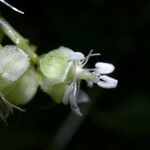 Trichostigma octandrum Квітка