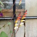 Ipomoea lobata പുഷ്പം