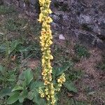 Verbascum nigrumফুল