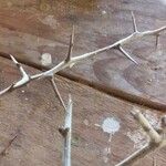 Searsia tripartita Bark