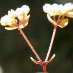 Radiola linoides Leaf