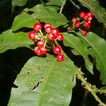 Ardisia guianensis Fruto