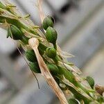 Kniphofia uvaria Fruit