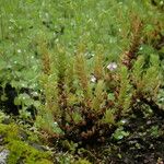 Crassula schimperi Habit