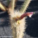 Oreocereus leucotrichus Flower