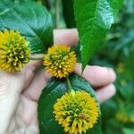 Tilesia baccata Flors