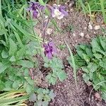 Aquilegia vulgaris Habit