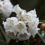 Rhododendron arizelum Flower