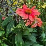 Echinacea angustifolia Хабит