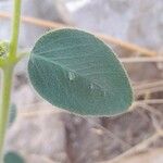 Euphorbia petiolata Leaf