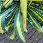 Yucca flaccida Leaf