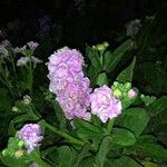 Matthiola incana Λουλούδι