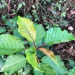 Prunus cerasus Leaf