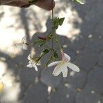 Jasminum grandiflorumFiore