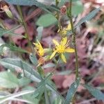 Solidago virgaureaFlower