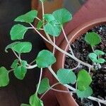 Fuchsia procumbens List