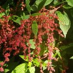 Gesnouinia arborea Flower