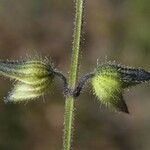 Salvia subincisa Fruit