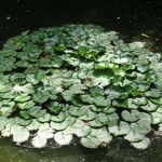 Nymphaea odorata Folha