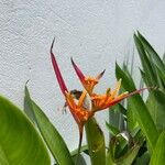 Heliconia psittacorumЦветок