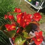 Begonia cucullata Floro
