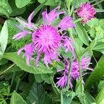 Centaurea nervosaফুল