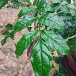 Pandorea pandorana ഇല