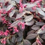 Loropetalum chinense Foglia