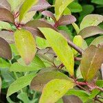 Viburnum prunifolium Leaf